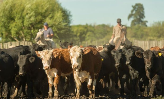 Se adelanta la zafra y es un buen momento para la reposición de terneros: el novillo subió 50,5% en lo que va del 2023