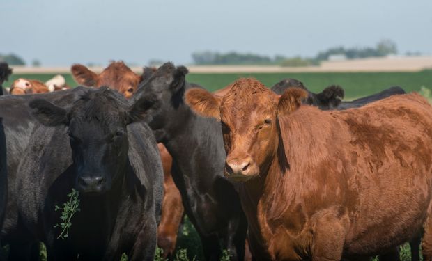 Máximo de $415 para terneros: los precios del remate de 12.300 cabezas de invernada y cría