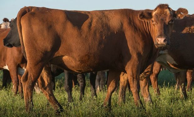 El ternero logró un promedio de $241,64: los precios de un remate con gran demanda del invernador y el feedlotero