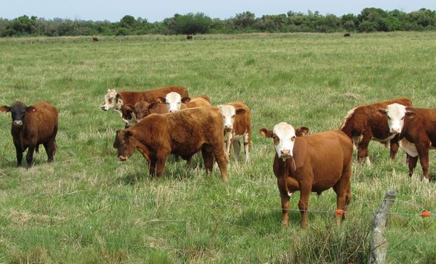 Terneros a menos de $2000: cae el precio de la hacienda en el principal mercado de invernada