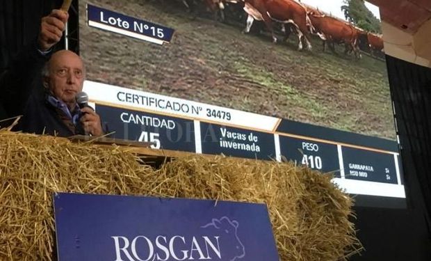 Rosgan realizó el remate al inicio de la zafra y las categorías de invernada dejaron precios destacados