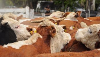 Rosgan pisa fuerte en Expoagro con una nueva subasta de 10.000 cabezas