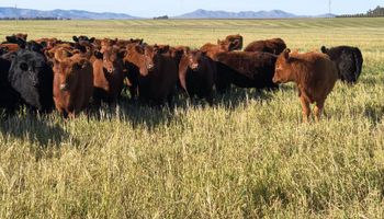 Rosgan: los precios de un remate inédito luego del cierre de exportaciones de carne