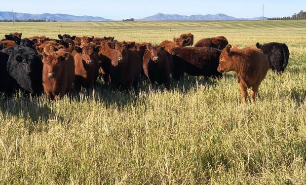 Rosgan: los precios de un remate inédito luego del cierre de exportaciones de carne