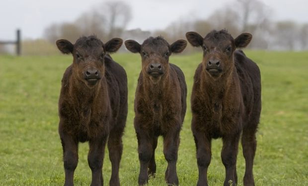 Invernada y cría: mañana se pondrán a la venta cerca de 13.000 animales