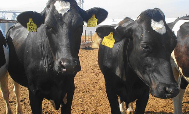 El incremento en el precio del ganado de cría fue de $2.430 por cabeza entre 2010 y 2014.