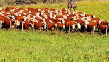 Novedades en Rosgan: casi 17.000 cabezas a operar en dos días