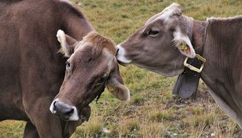 La importancia de la rotación antiparasitaria en bovinos