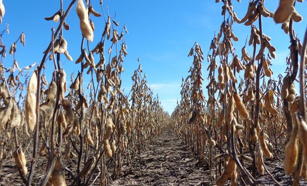 Rinde de indiferencia: solo el girasol y la soja de primera están en niveles logrables en condiciones climáticas medianamente normales.