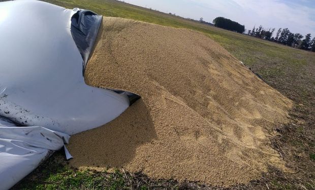 Ya es oficial el censo de los silo bolsas rotos: los alcances de la Comisión que busca combatir el delito rural 