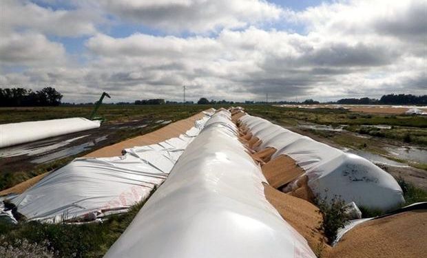 Soja esparcida en el suelo por la rotura de los silobolsas en French, partido de 9 de Julio.Foto:Cargill.