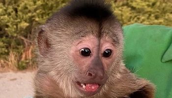 Un mono capuchino llamó al 911 y generó un operativo policial en el zoológico