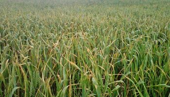Roya amarilla, anaranjada y mancha amarilla, las principales enfermedades del trigo en Entre Ríos