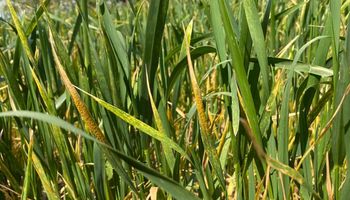 Clave para el trigo y la cebada: qué pasa con las enfermedades y tips para un correcto monitoreo