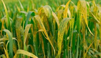 ¿Cuál es el panorama sanitario del trigo y la cebada en la zona núcleo?