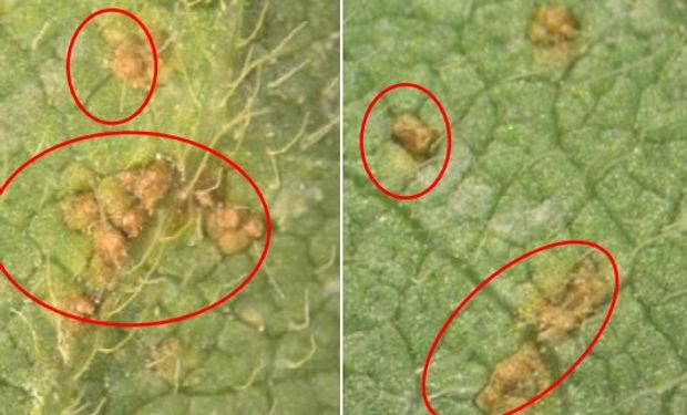 Pústulas de roya asiática de la soja. Lote entre Arroyo Dulce y Salto (Bs As).