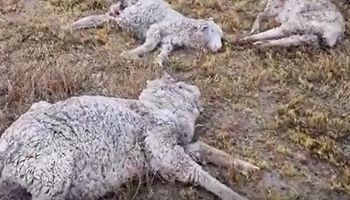 Ataque de perros salvajes: más de 150 ovejas aparecieron muertas en un campo de Chubut