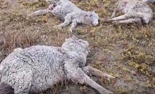 Ataque de perros salvajes: más de 150 ovejas aparecieron muertas en un campo de Chubut