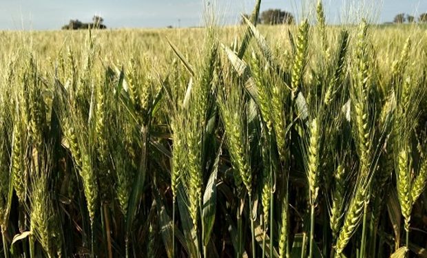 Aclaran que no hay cambios en la comercialización del trigo argentino