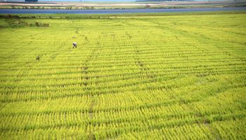Área semeada com arroz na safra 2023/2024 cresce 7,17% no RS