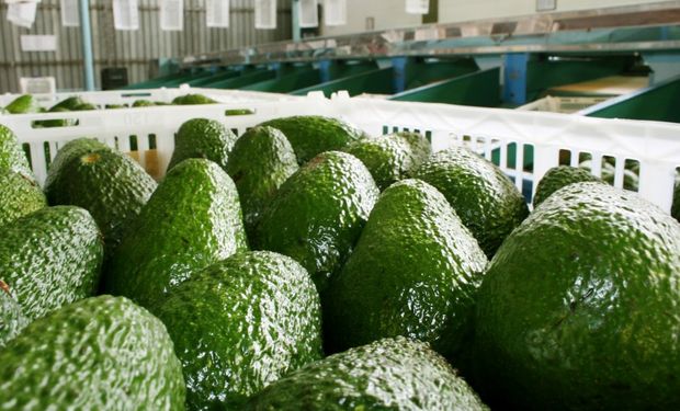 La principal región productora es el NOA, que concentra el 75% de la producción de palta en nuestro país.