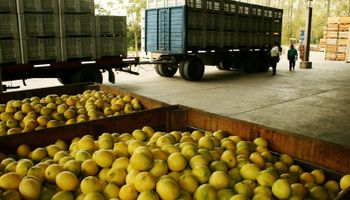 Día Mundial del Limón: por qué se celebra el 30 de septiembre