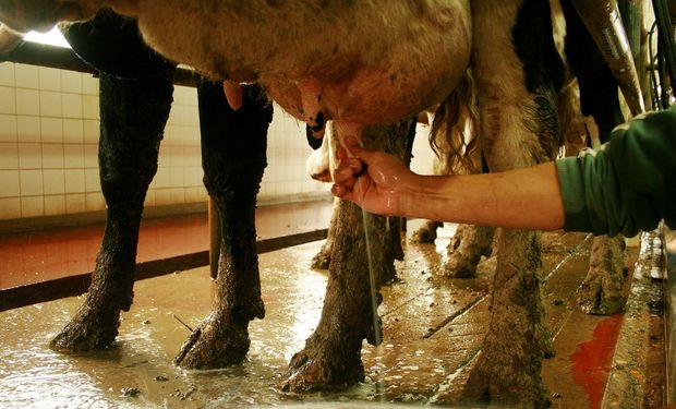 Entre Ríos busca bajar los costos de producción de la lechería: en qué consiste