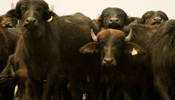 Descubren un virus de búfalos que contagia a vacas