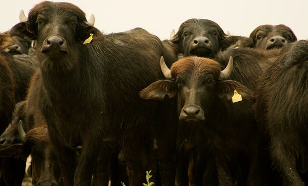 Recomiendan la vacunación de los rodeos y la aplicación de protocolos para mejorar el bienestar animal.