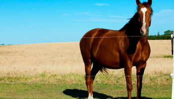  Qué podemos aprender del trato con los caballos: las pautas de un especialista equino