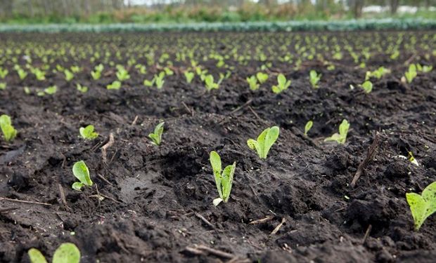 Mejores alimentos: capacitación sobre las buenas prácticas agrícolas obligatorias en la producción de frutas y hortalizas.