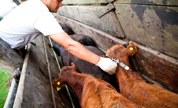 Fiebre aftosa: Senasa postergó la vacunación en la zona de Bahía Blanca por el temporal