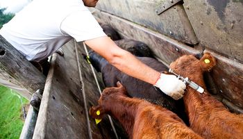 Prorrogan la recertificación de establecimientos libres de enfermedades bovinas, porcina y ovinas