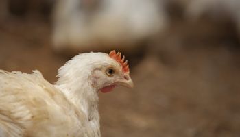 Gripe aviar: Bolivia sacrificó más de 140.000 pollos para contener la enfermedad en medio de la emergencia sanitaria