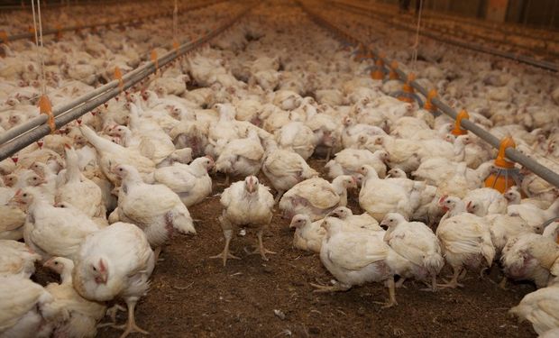 Gripe aviar: renuevan las medidas sanitarias y prohíben las concentraciones de aves 