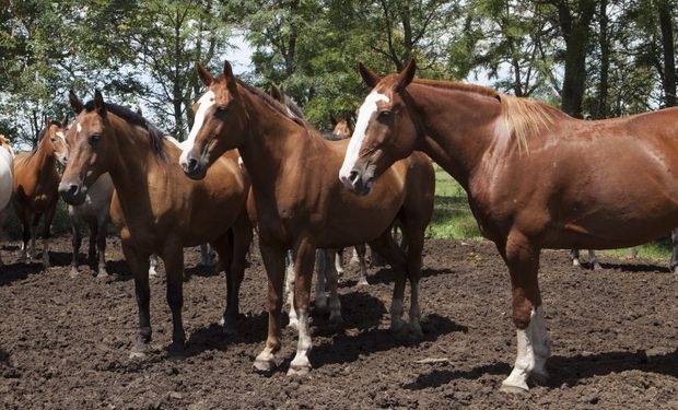 Nuevos casos de encefalomielitis equina: ya se confirmaron 426 brotes positivos