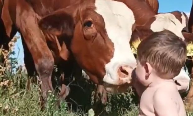 Rufino, el bebé de un productor que se hizo viral por su tierna relación con las vacas