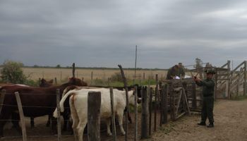 Robo masivo de ganado: se llevaron 100 vacas de un campo en Santo Domingo