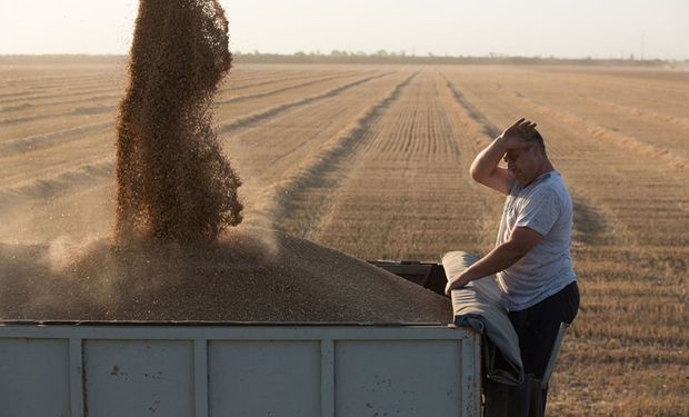 Rusia planea aplicar un mecanismo permanente para la exportación de trigo