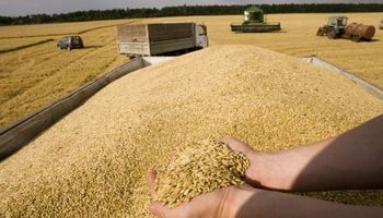 Rusia elimina los derechos de exportación al trigo