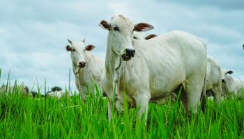 Rússia retoma compra de carne bovina de Mato Grosso após um ano