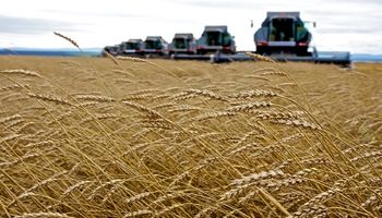 Fuertes bajas para el trigo, que se acerca a los US$ 300: en plena guerra crece la cosecha de Rusia
