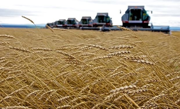 Fuertes bajas para el trigo, que se acerca a los US$ 300: en plena guerra crece la cosecha de Rusia