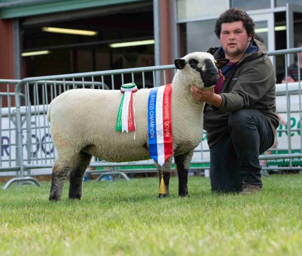 ovejas en inglaterra