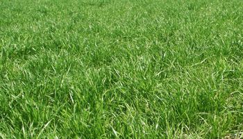 Nuevas estrategias para acorralar al Rye Grass