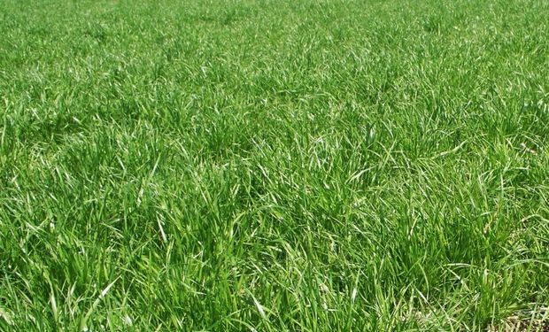 Una de las mejores estrategias para evitar nuevos nacimientos de Rye Grass provenientes de semilla pasa por la utilización de Ligate® STS.