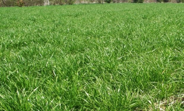 Una de las mejores estrategias para evitar nuevos nacimientos de Rye Grass provenientes de semilla pasa por la utilización de Ligate® STS en el barbecho químico largo.