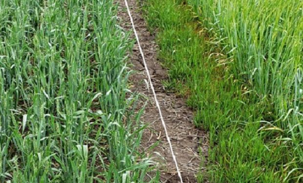 Argentina busca liderar un nuevo paradigma de control temprano de ryegrass en cultivos de invierno