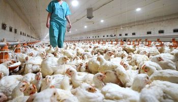 Gripe aviar: Entre Ríos reforzó las medidas sanitarias tras el primer caso positivo en una granja comercial