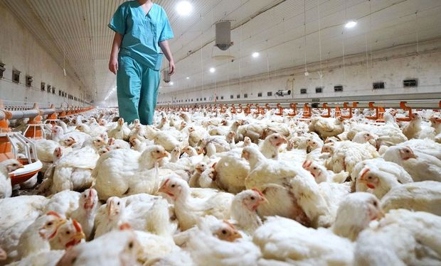 Gripe aviar: Entre Ríos reforzó las medidas sanitarias tras el primer caso positivo en una granja comercial
